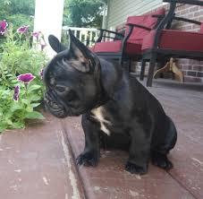 The goals and purposes of this breed standard include: French Bulldog Puppy Dog For Sale In Akron Ohio