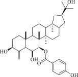 Image result for Fagaropsis