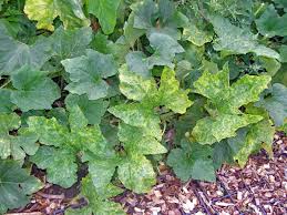 Maybe you would like to learn more about one of these? What S Wrong With My Plant Garden University Of Minnesota Extension