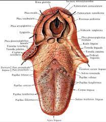 Pin By Ghafoornasrin On Other Moth Piriformis Insects
