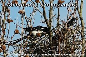 Die Elster Steckbrief Brutzeit Nahrung Vogel Bilder Referat Elstern