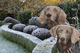 Carnmellis Weimaraners