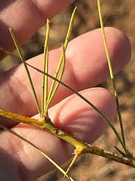 Image result for Parkinsonia africana