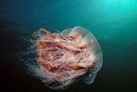 Cyanea sp lion s mane jellyfish stock photo 66737660 alamy. Absurd Creature Of The Week The 120 Foot Long Jellyfish That S Loving Global Warming Wired