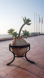 Sorry, there are no shows for the cactus blossoms right now. A Lonely Cactus On The Roof Picture Of Hotel Villa Diodoro Sicily Tripadvisor