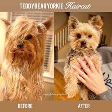 Image result for yorkshire haircut