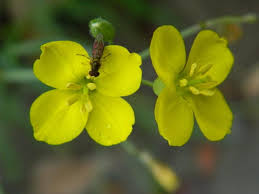 Image result for Diplotaxis tenuifolia