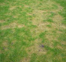 Red Thread On A Lawn In January The Lawn Man