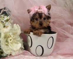 Image result for white yorkshire terrier