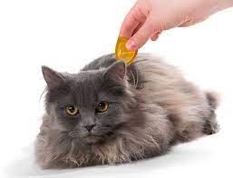 We did not find results for: How To Treat Cats With Allergies
