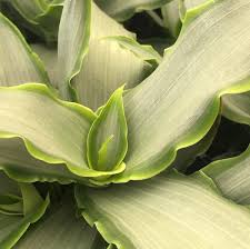 Image result for Murdannia stricta