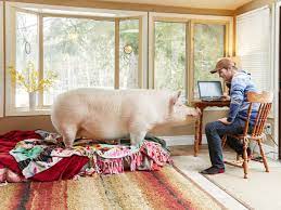 Serious question, i know you're not allowed to eat a pig, but surely you must still be kind to all of allah's creations. Experience I Accidentally Bought A Giant Pig Life And Style The Guardian
