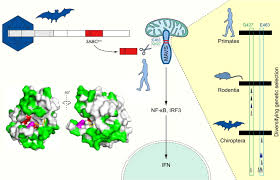 Mitochondrial antiviral signaling proteinprovided by hgnc. Hepatovirus 3abc Proteases And Evolution Of Mitochondrial Antiviral Signaling Protein Mavs Journal Of Hepatology