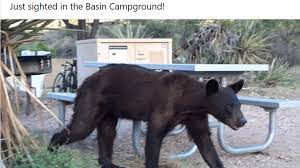 Skinny Bear Spotted In Texas Worries Some Is It Starving Fort Worth Star Telegram
