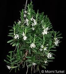 Image result for Jumellea walleri