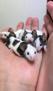 パンダマウス 販売 - ペットショップRicky 珍獣エキゾチックアニマルエキゾチックアニマル専門店  盛岡店・仙台店・青森店・秋田店・福島店・栃木店・新潟店・ブリーダーズショップ・ペット買い取り 東北全域、関東まで出張買い取りもしています!!