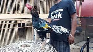Ayam magon adalah ayam yang dihasilkan dari persilangan ayam pama dan ayam saigon cara meluruskan jari ayam yang. 85 Gambar Ayam Ninja Gambar Pixabay