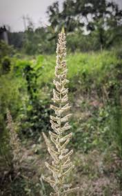 Image result for Elytrophorus spicatus