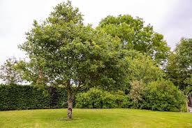 How Much Space Do Minecraft Trees Need? - Quora