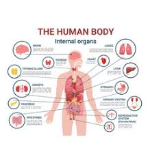 Hips = left and right bones below your waist, where your upper body meets your lower body. Male Body Vector Images Over 81 000