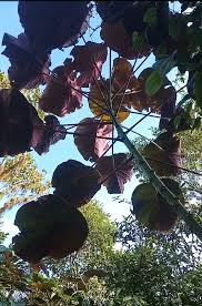 Image result for Macaranga angolensis