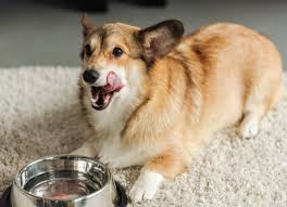 Pedialyte For Dogs Is It Safe In 2020 Dogs Corgi Dog Diabetic Dog