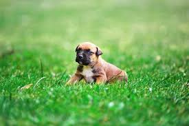 Belgian malinois prices fluctuate based on many factors including where you live or how far you are willing to travel. Belgian Shepherd Dog Malinois Dogs Breed Information Omlet