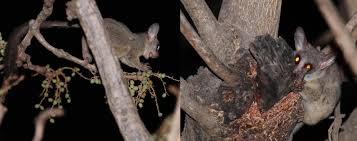 Image result for Lannea asymmetrica