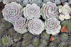 Succulents have different watering needs compared to other houseplants. How To Care For Your Succulent Terrarium Juicykits Com