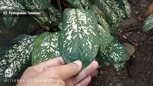 Cara Tanam Dan Perawatan Aglaonema Si Tanaman Hias Yang Beracun Tanaman Youtube