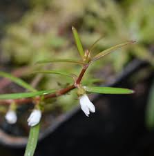 Image result for Oldenlandia angolensis