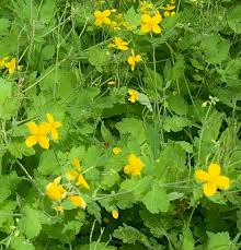 Find your favourite yellow flowers for spring on our blog today. Photos And Names Of Local Wisconsin Wildflowers