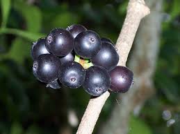 Image result for Dictyophleba