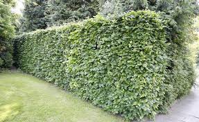 Rotbuchenhecke Pflanzen Und Pflegen Pflanzen Garten Hecke