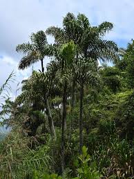 Image result for Cadaba termitaria