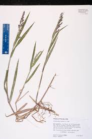 Image result for Echinochloa colona
