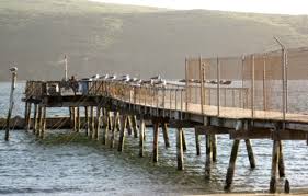 Lawson's Landing Pier — Tomales Bay