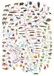Awesome 11mb Tree Of Life Poster Phylogenetic Tree Darwin Tree Of Life Science And Nature