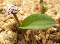 Image result for Synaptolepis oliveriana