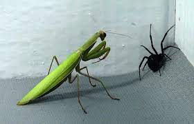 They sometimes eat mice, lizards, and snakes. Black Widow Vs Praying Mantis