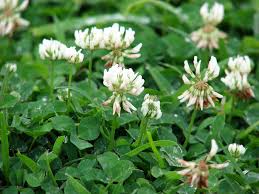 • clover (noun) the noun clover has 1 sense White Clover Definition And Synonyms Of White Clover In The English Dictionary