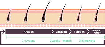 For a normal human being, the hair usually grows from 1 cm to 1.25 cm every month during the anagen phase, which lasts from 3 to 6 years. Understanding The Hair Growth Cycle Shapiro Md