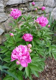 Discover a peony farm in harrisburg, illinois that grows the most amazing flowers in the midwest. Peonies May Suffer In Wet Weather The Garden Bench