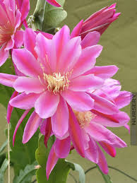 The plant is also known as orchid cactus because of the flowers which resemble some orchid species. Showy Epiphyllum Atlantis Orchid Cactus Kens Nursery