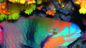 Parrot Fish Cape Verde Via Firstchoice Co Uk Cape Verde Holidays Cape Verde Parrot Fish