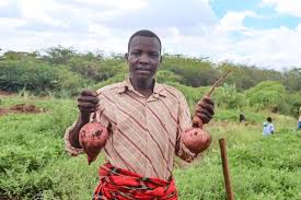 Turkana farmers cultivate sweet potatoes to fight malnutrition | Daily Nation
