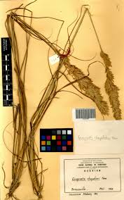 Image result for Eragrostis chapelieri