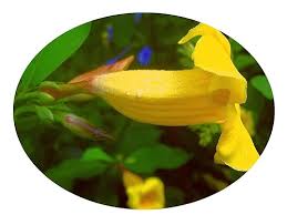 Image result for Allamanda schottii