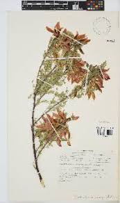 Image result for Neorautanenia ficifolia