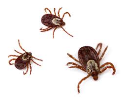 You can add a teaspoon of apple cider vinegar per quart of water to your dog's water bowl to keep ticks away from your dog. How To Avoid Ticks While Hiking Bearfoot Theory